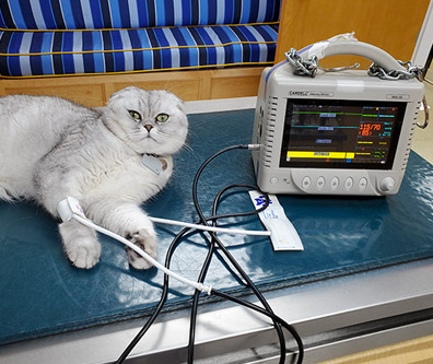 Anesthesia and Monitoring