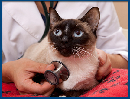 Veterinary House Calls in Noank, Mystic, and Norwich, CT