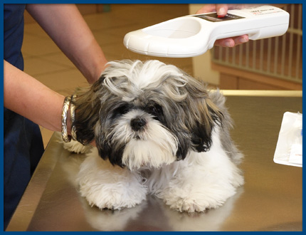 HomeAgain Microchip for Pets available at Noank Mystic Veterinary Hospital
