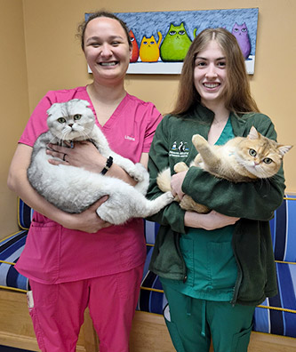 Pet Health Services in Noank, Mystic, and Norwich Connecticutt