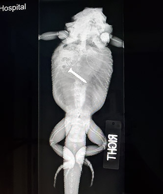 Digital Radiology at Noank-Mystic